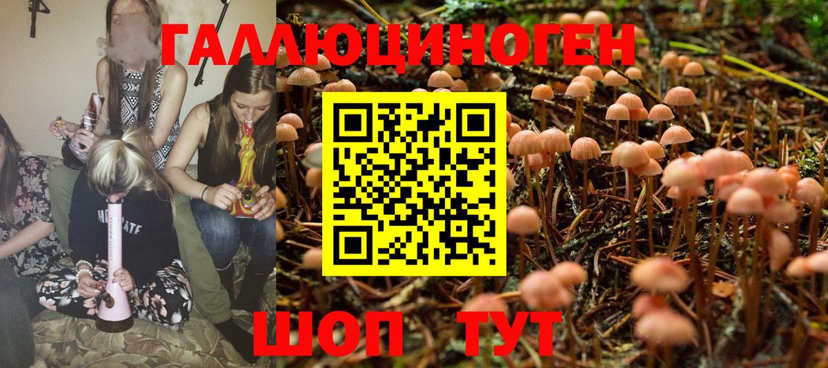 Галлюциногенные грибы Psilocybine cubensis Мурманск
